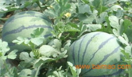 山东临沂吃瓜爆料视频,揭秘当地奇闻轶事